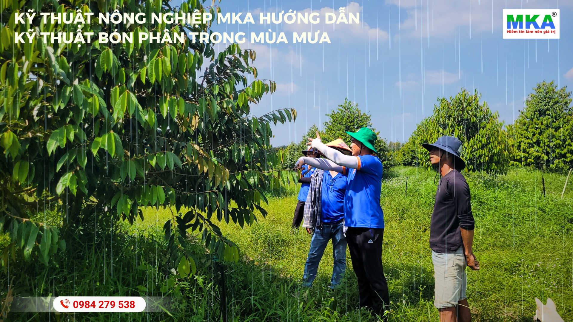 Cách bón phân NPK đạm cao mùa mưa